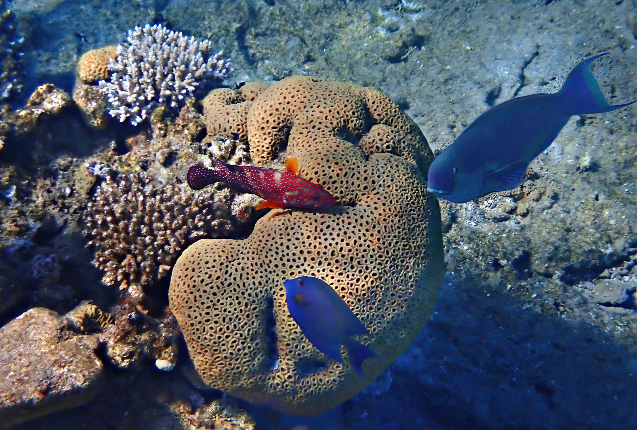 Classic Egypt with Sharm – Winter